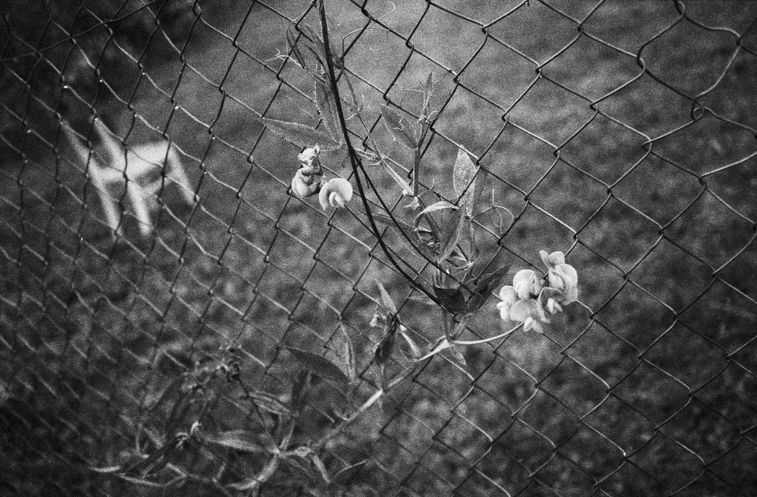 Black and white documentary photography: scenes from everyday life of a small village in the south of Czech Republic.