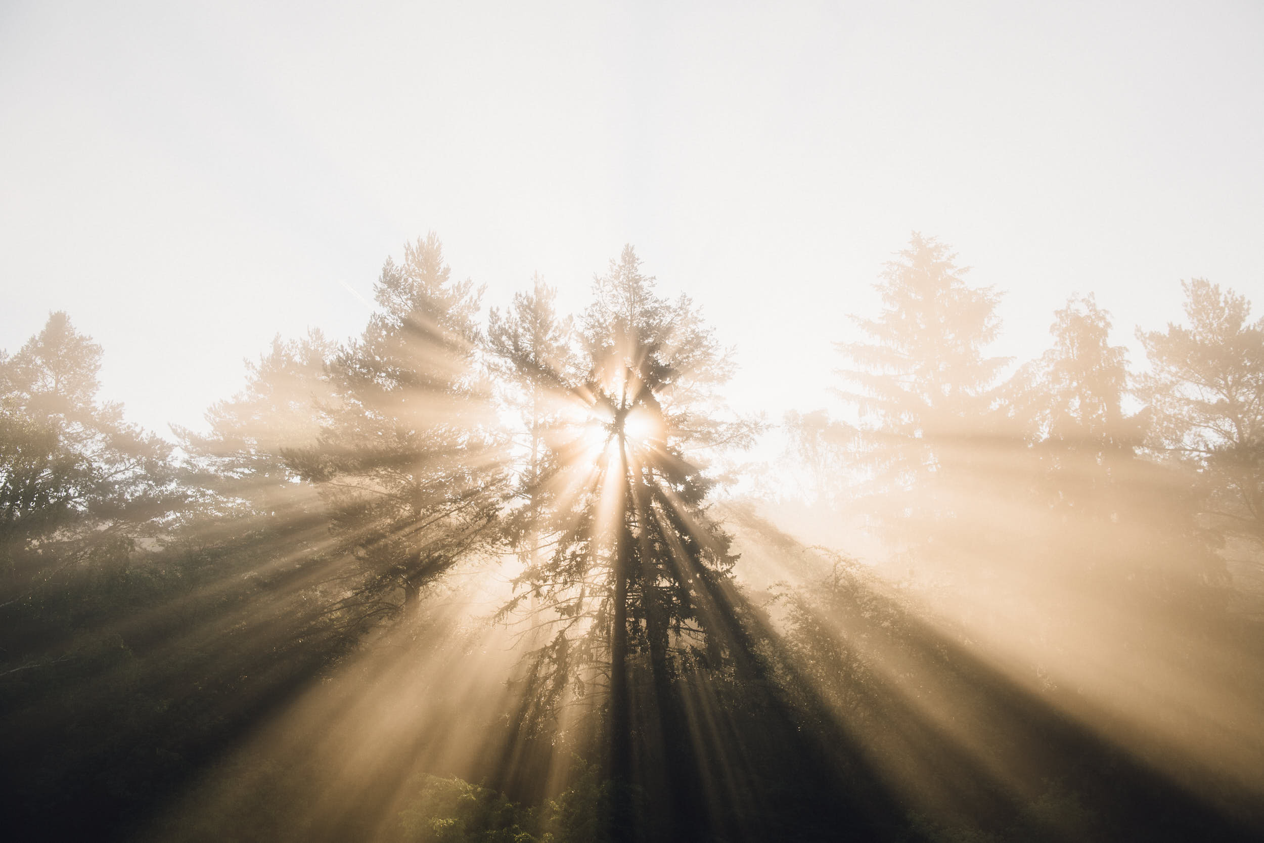 Sun light rays shining through trees in fog with dreamy atmosphere.