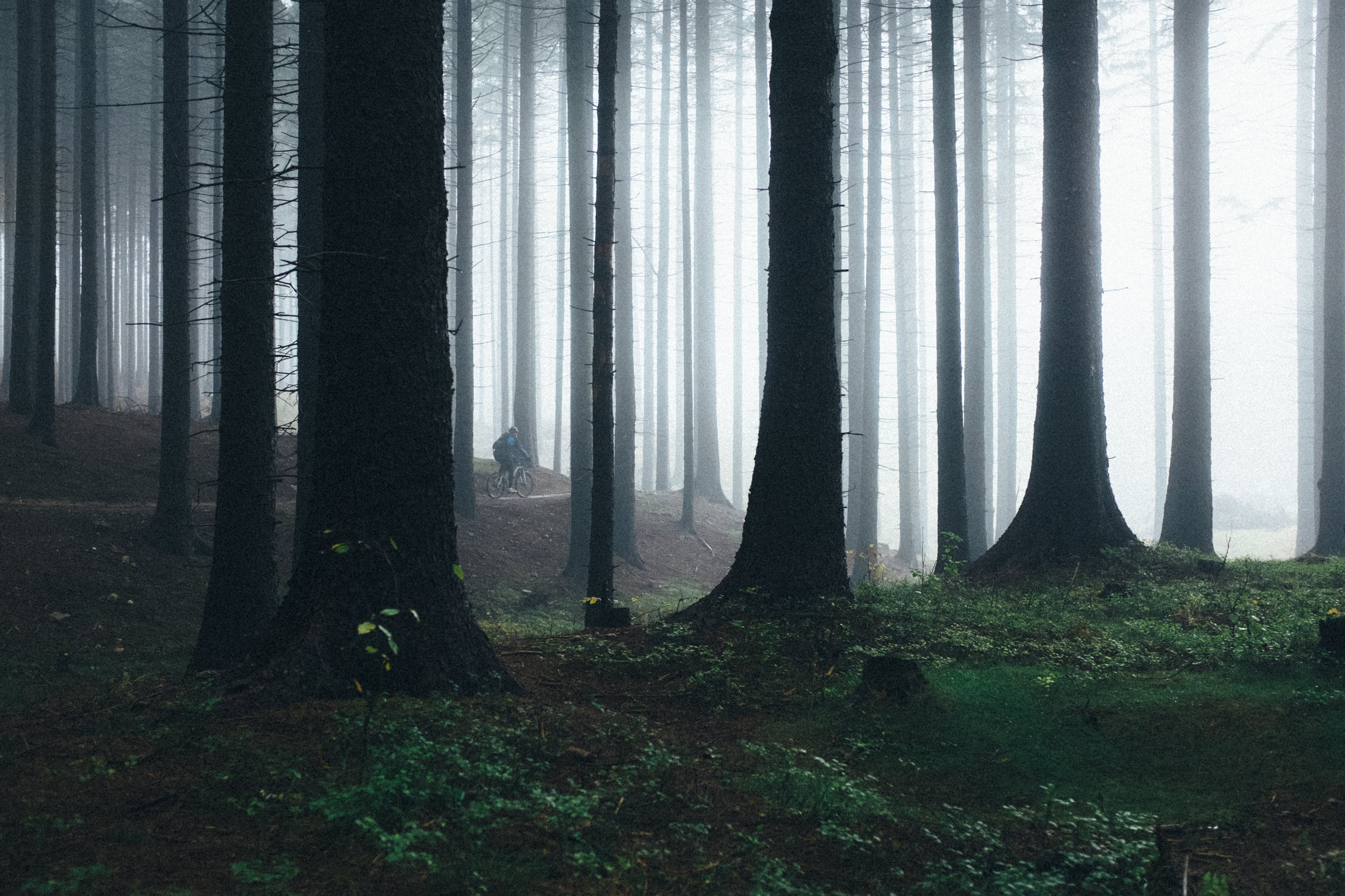 Mountainbiker riding through misty forest.