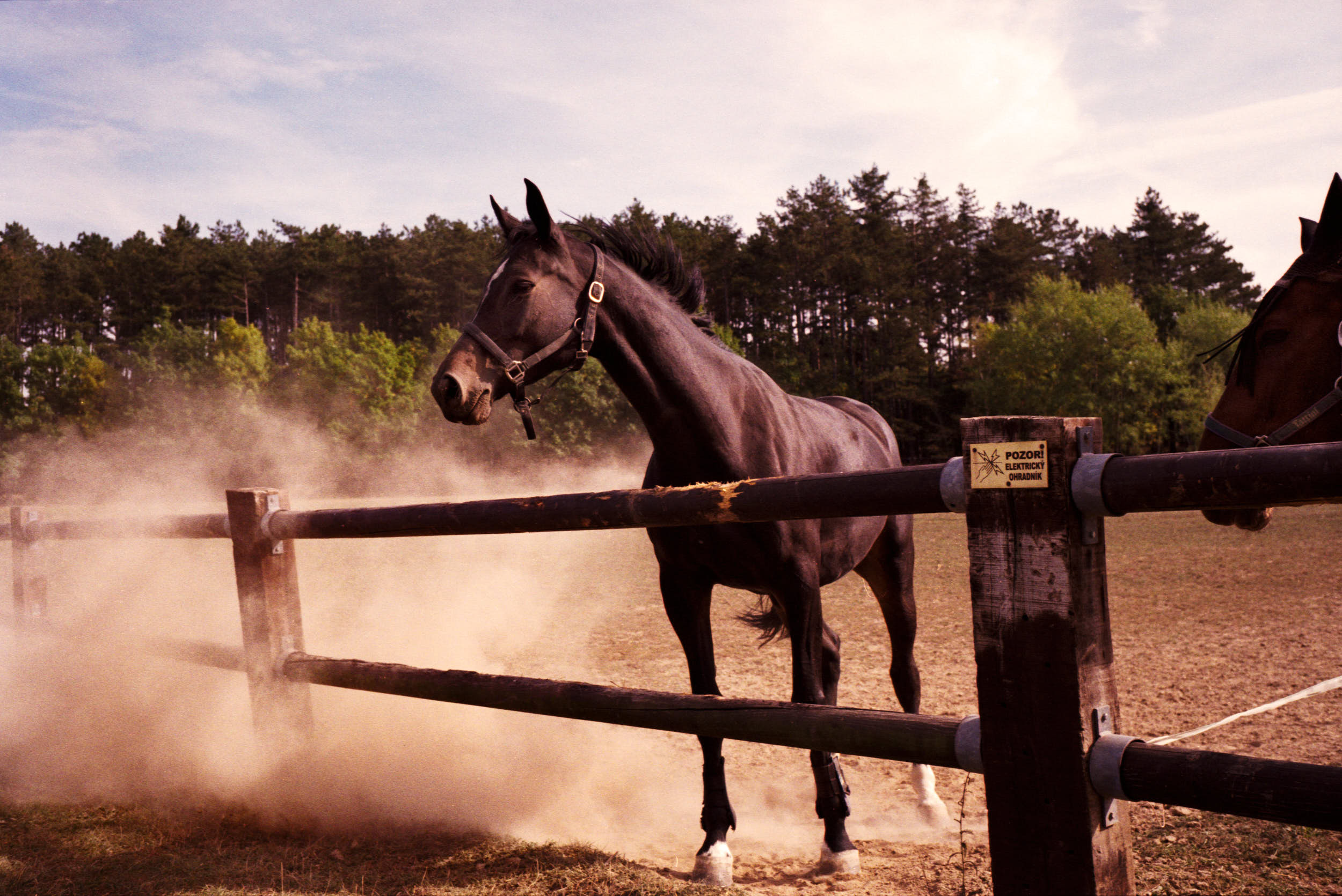 Horse in settling dust.