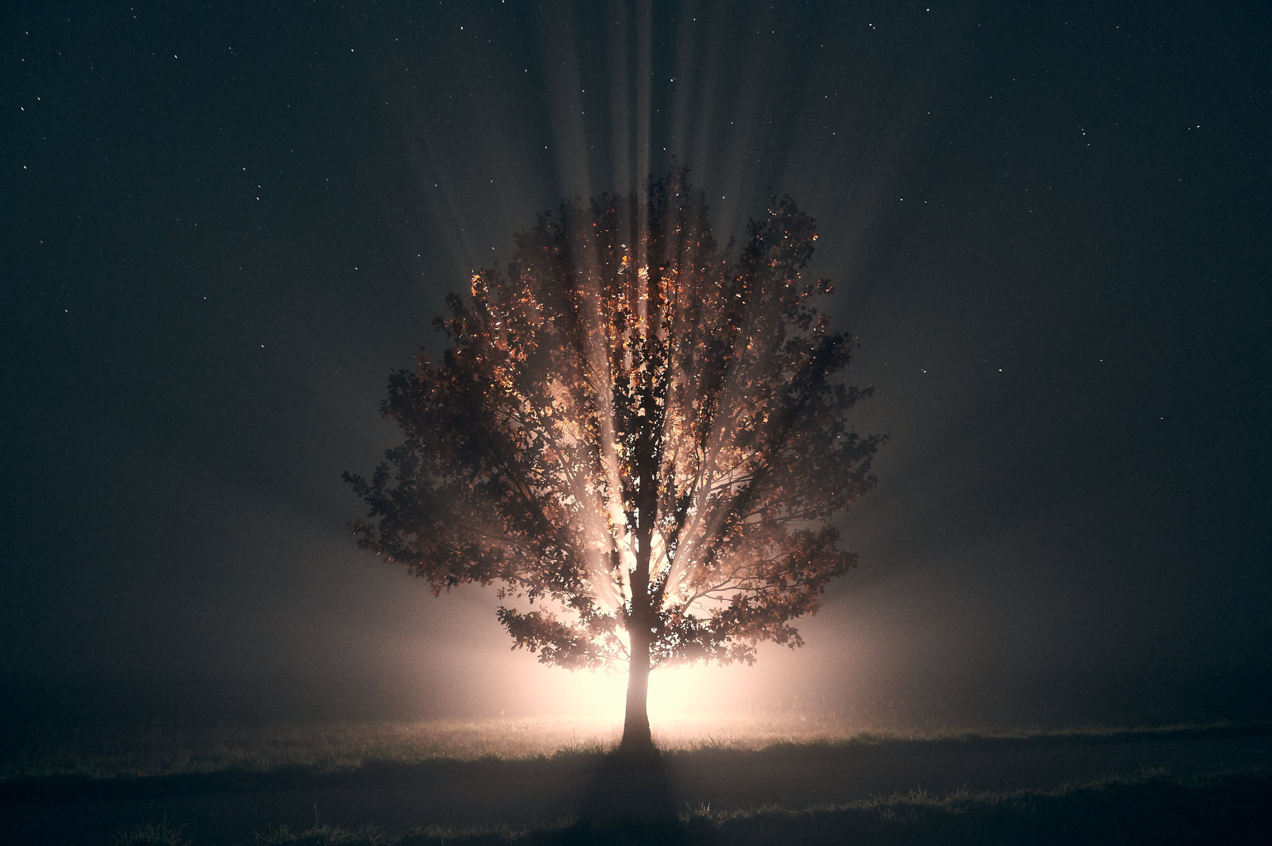 Night landscape photography: solitary tree on a meadow with magical light coming from behind.