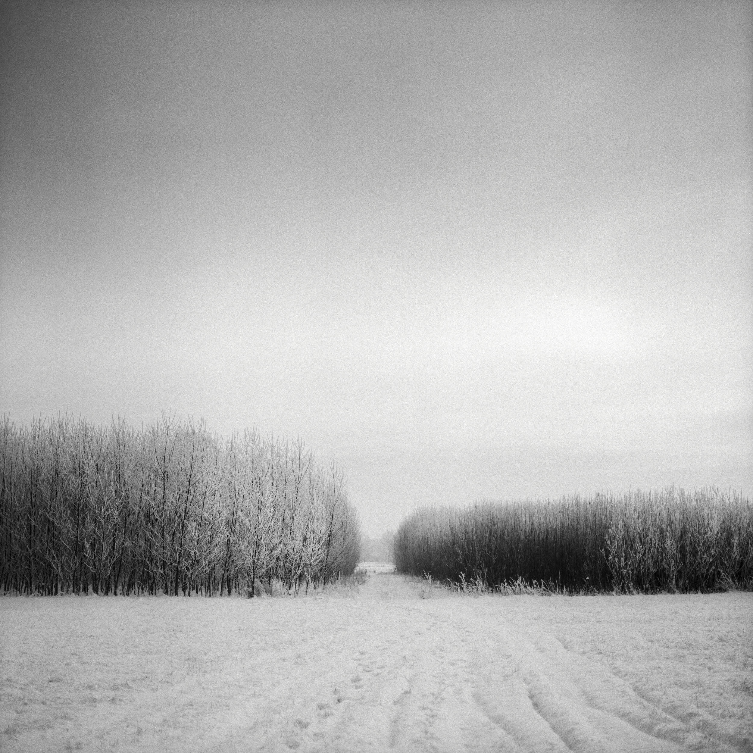 Black and white minimal winter scene with snowy trees shot on medium format film.