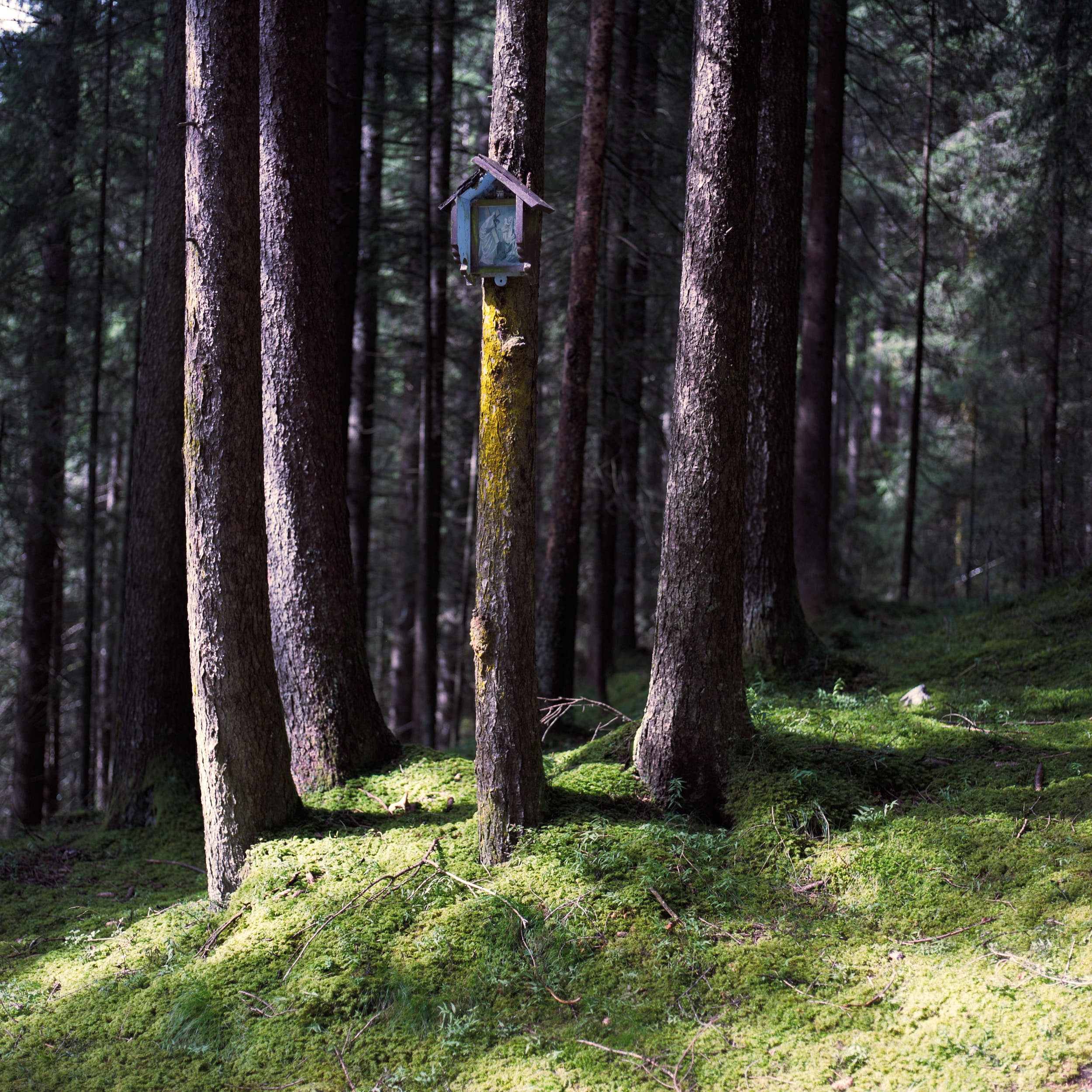 Couple of trees in an alpine forest iluminated by setting sun.