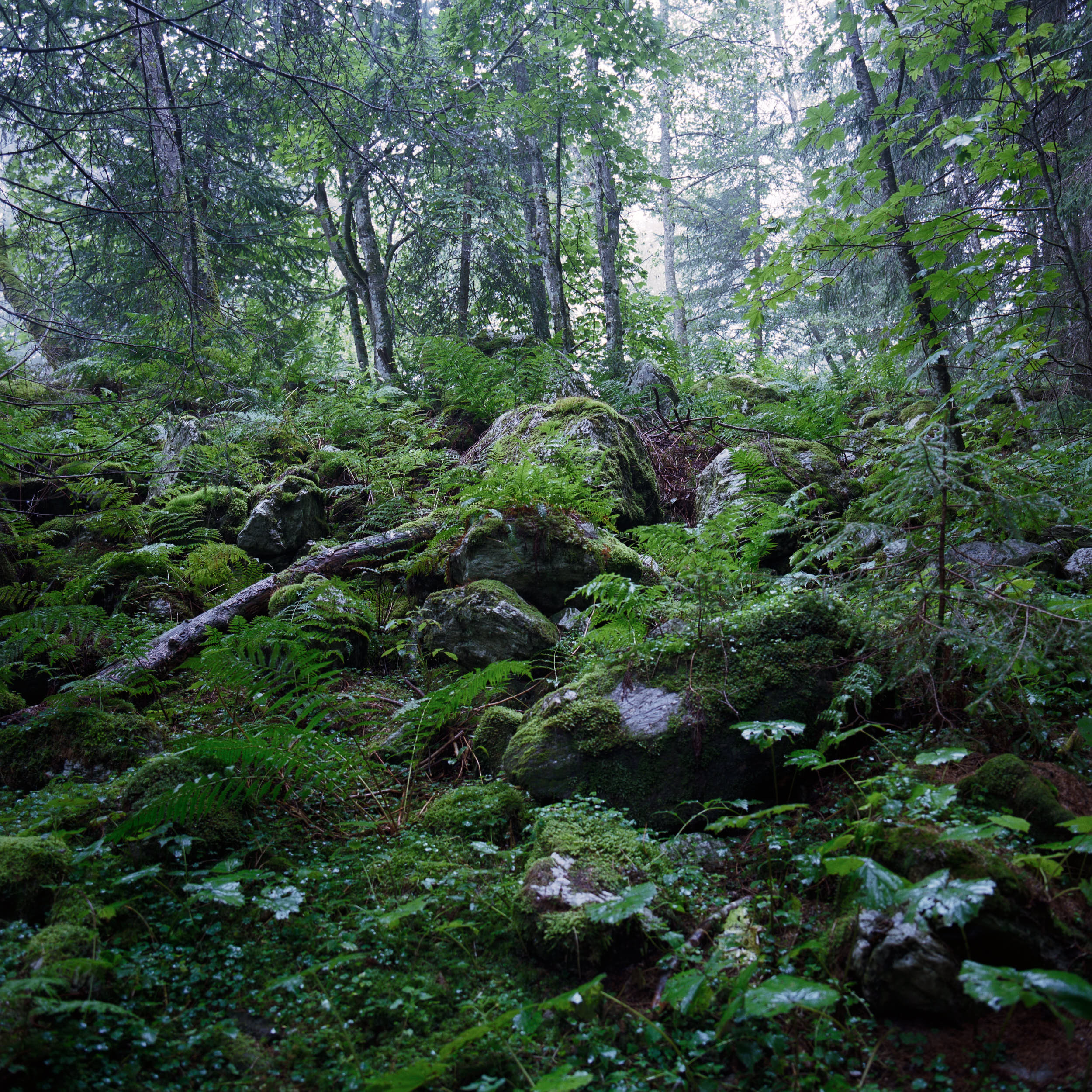 Moody landscape photography: lush green misty forest with large boulders covered with moss.