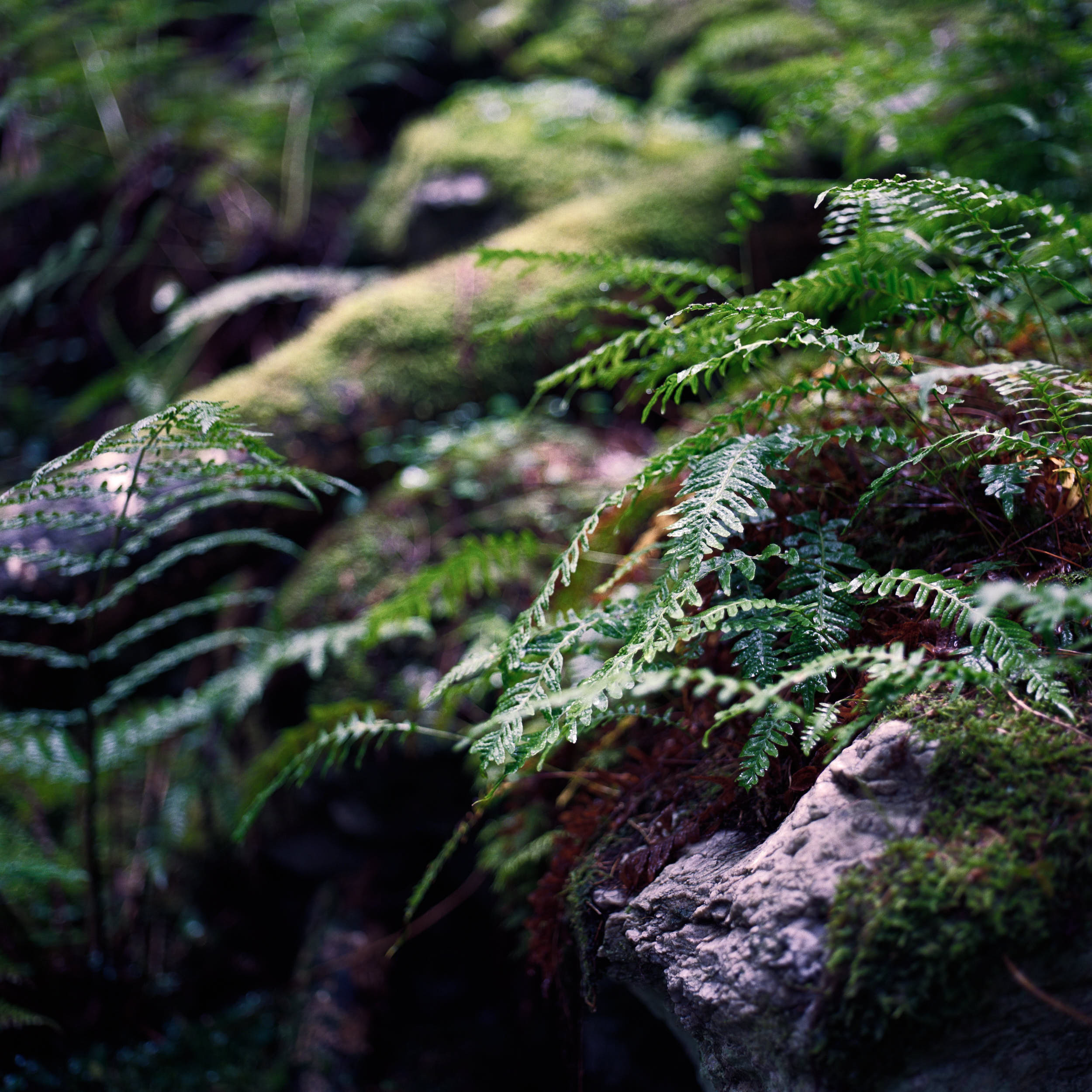 Moody landscape photography: lush green misty forest with large boulders covered with moss.