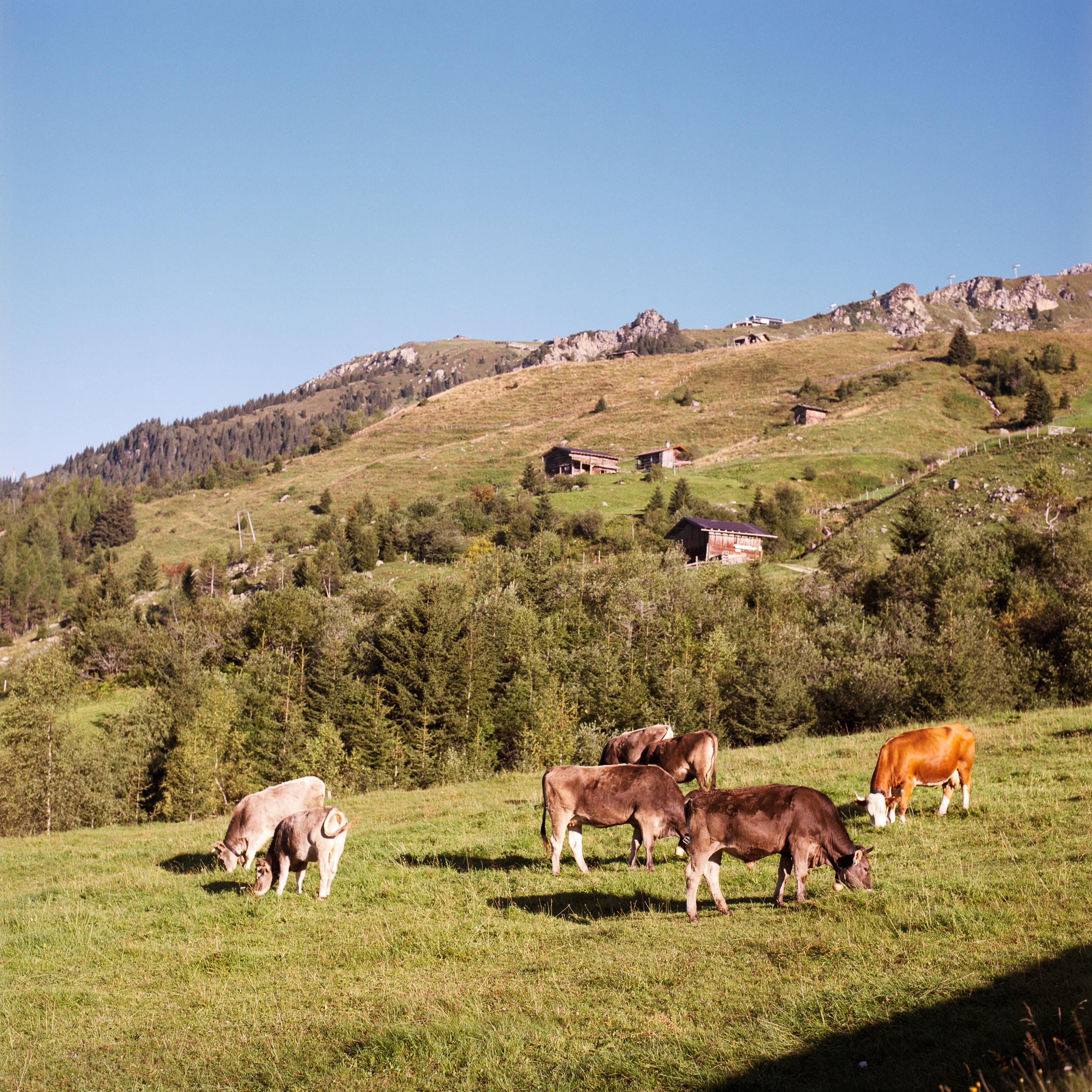 Medium format documentary photography: herd of cows on an alpine meadow.