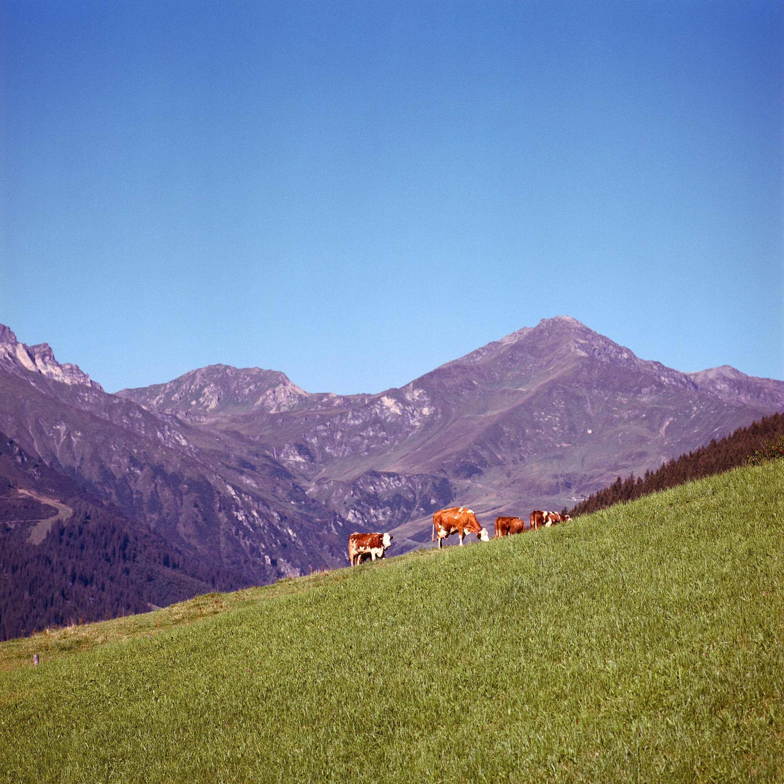 First sunlight hitting the top of alpine peaks with cows in the foreground. Shot on medium format color film.